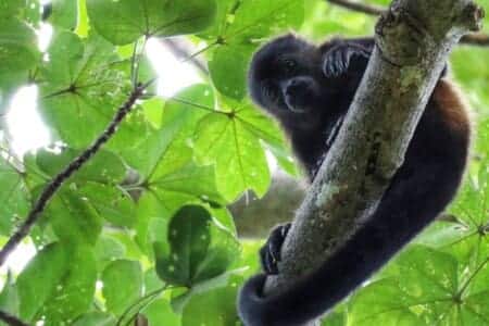 Howler monkeys make their home in the trees in the area! You'll often hear them before you see them. Their calls can be heard up to 5km (3 miles) away!